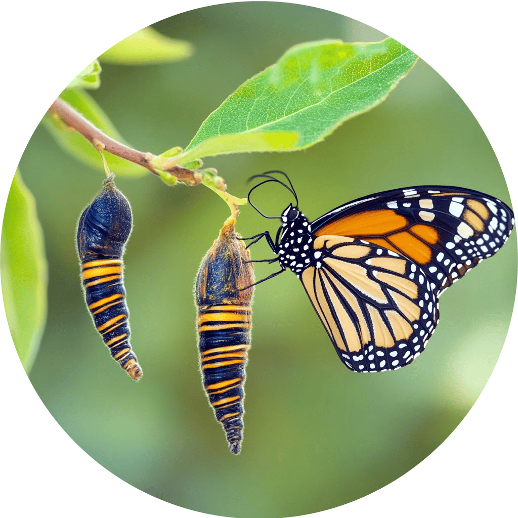 Monarch butterfly emerging from chrysalis on green leaf.