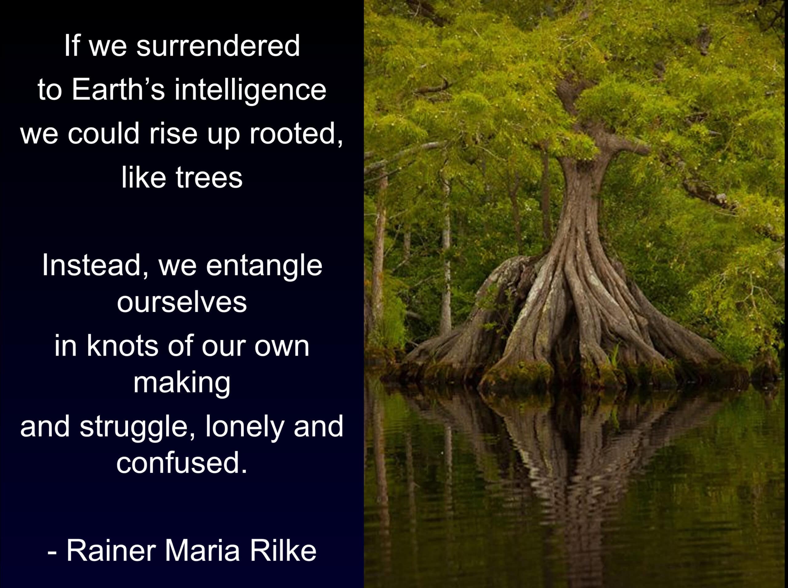 If we surrendered to Earth’s intelligence, we could rise up rooted, like trees. Instead, we entangle ourselves in knots of our own making and struggle, lonely and confused. - Rainer Maria Rilke